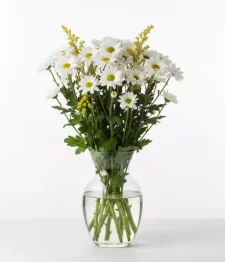 name: Classic White Daisies