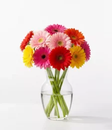name: Rainbow Gerbera Bouquet